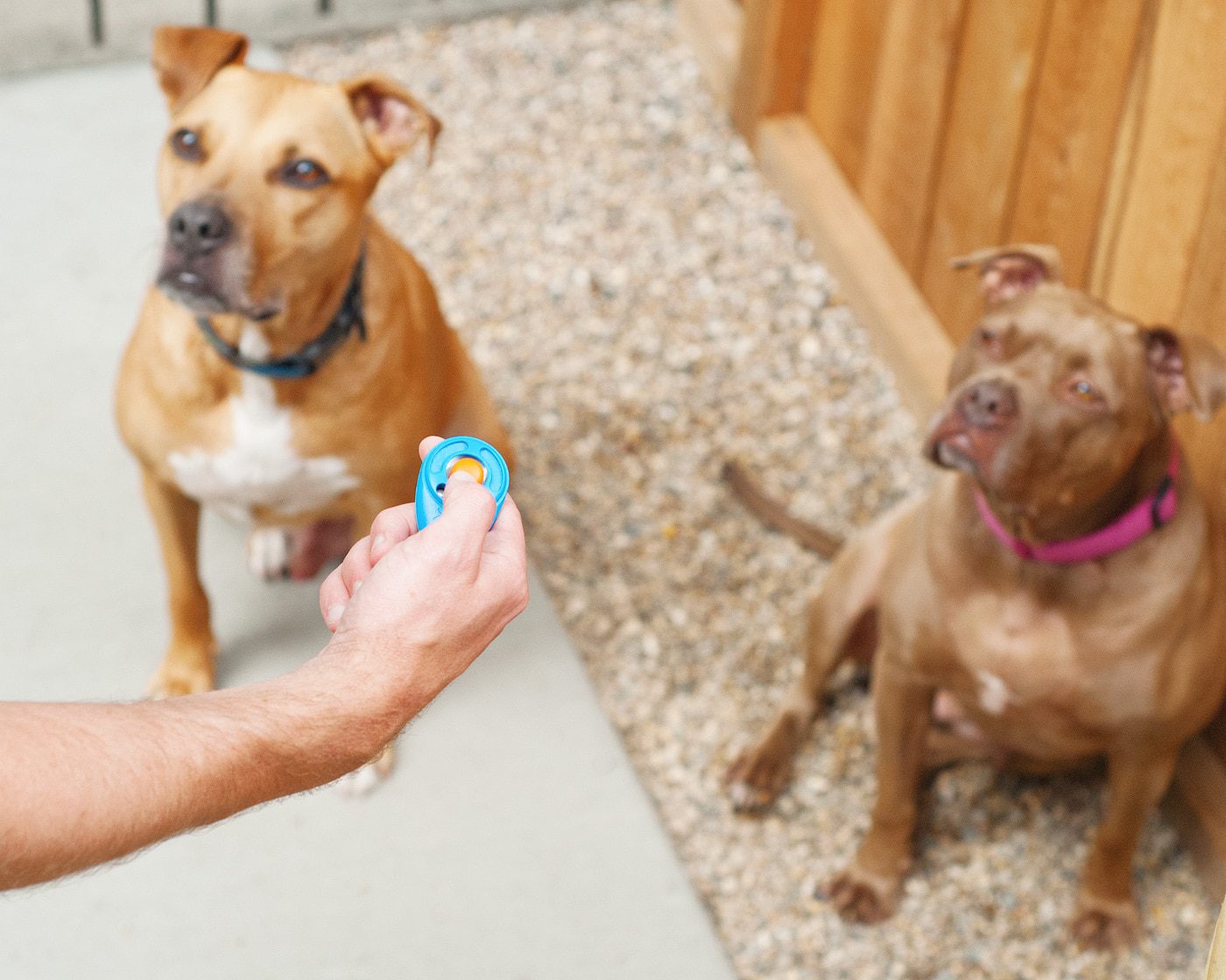 Training our dogs to use a pee pit / via Yellow Brick Home