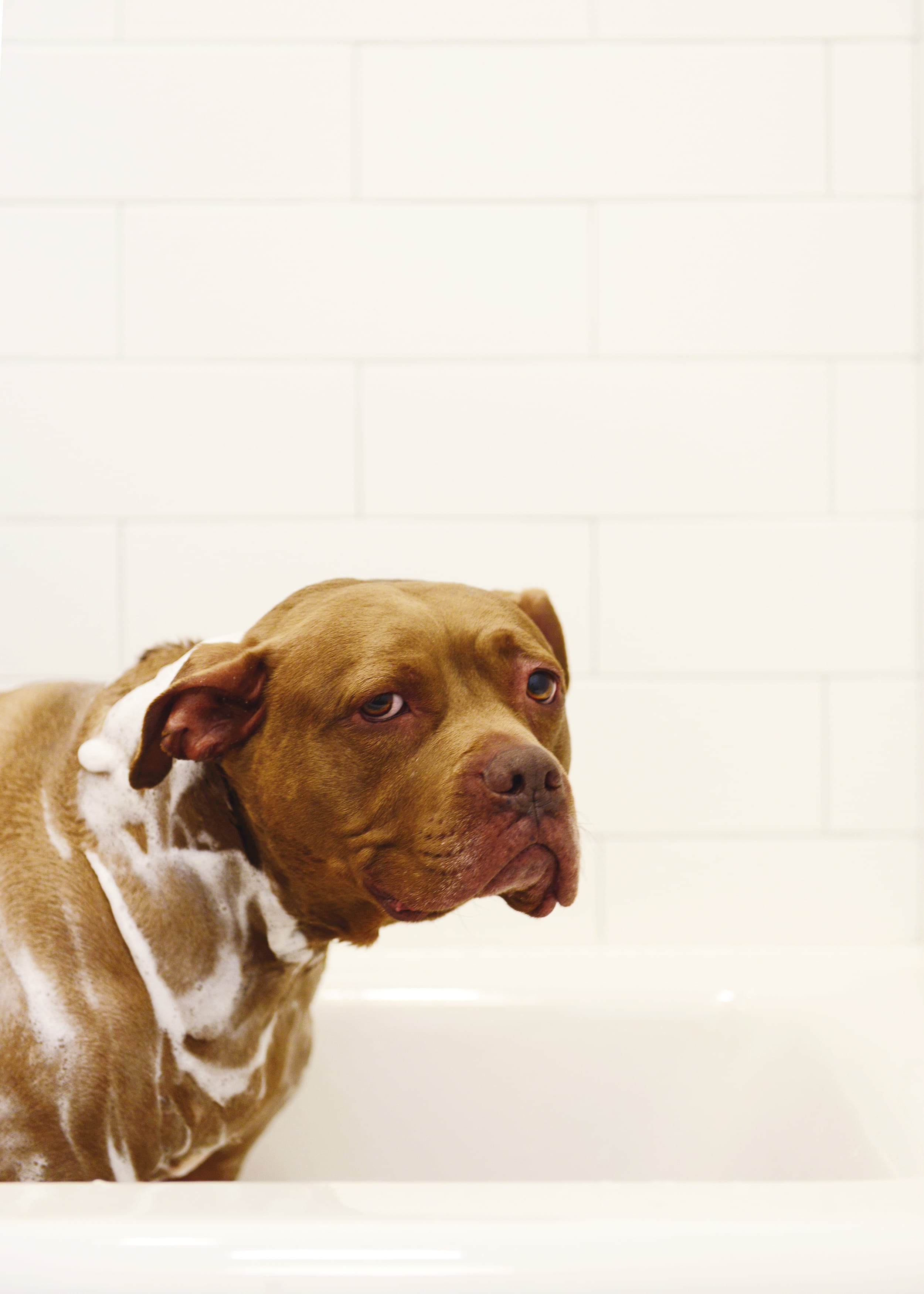 Jack and CC take a puppy bath! video diary // vlog // via Yellow Brick Home