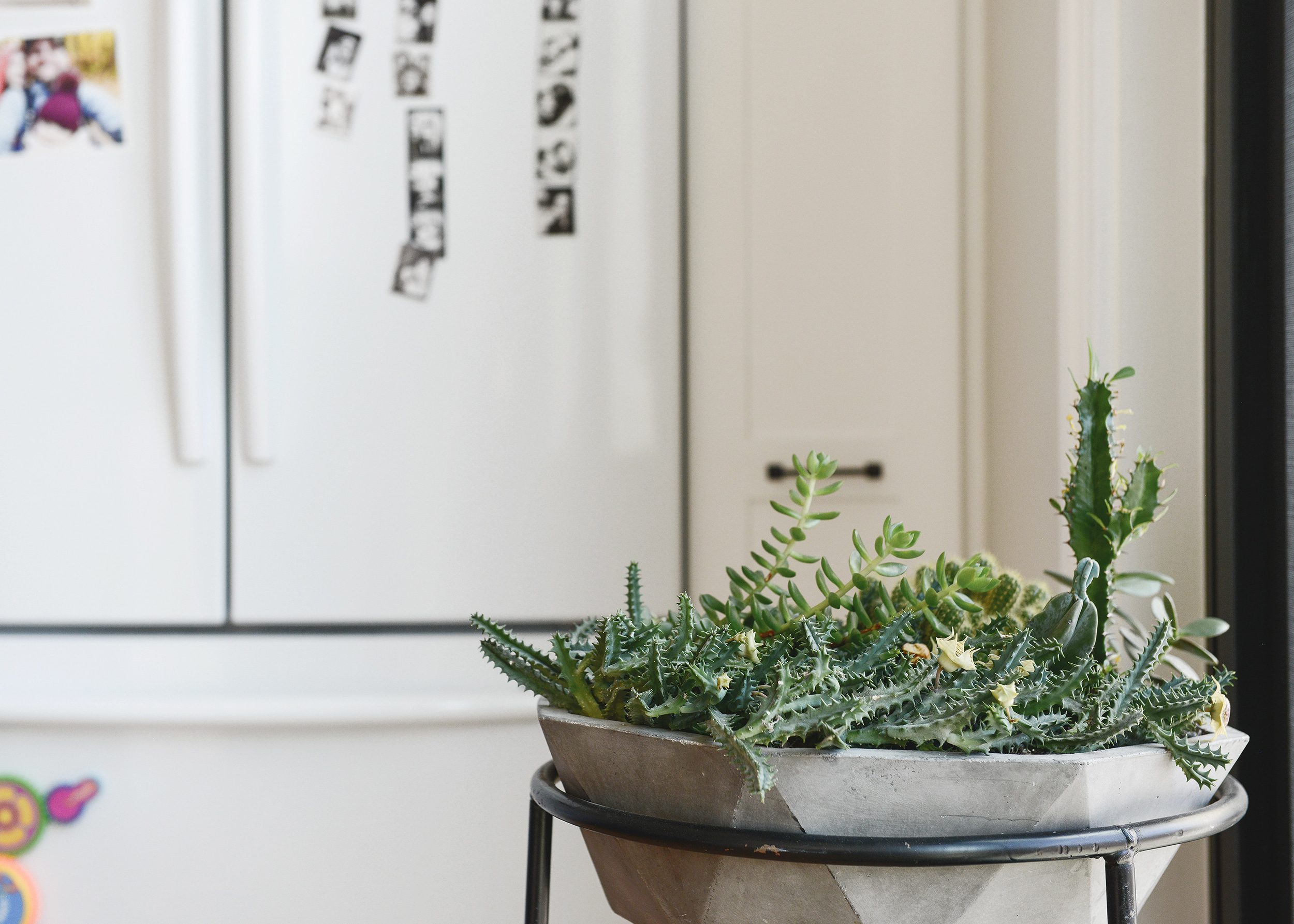 Easy to care for houseplants (even for the blackest thumbs), plus a big round-up of our favorite planters in all shapes and sizes! | via Yellow Brick Home