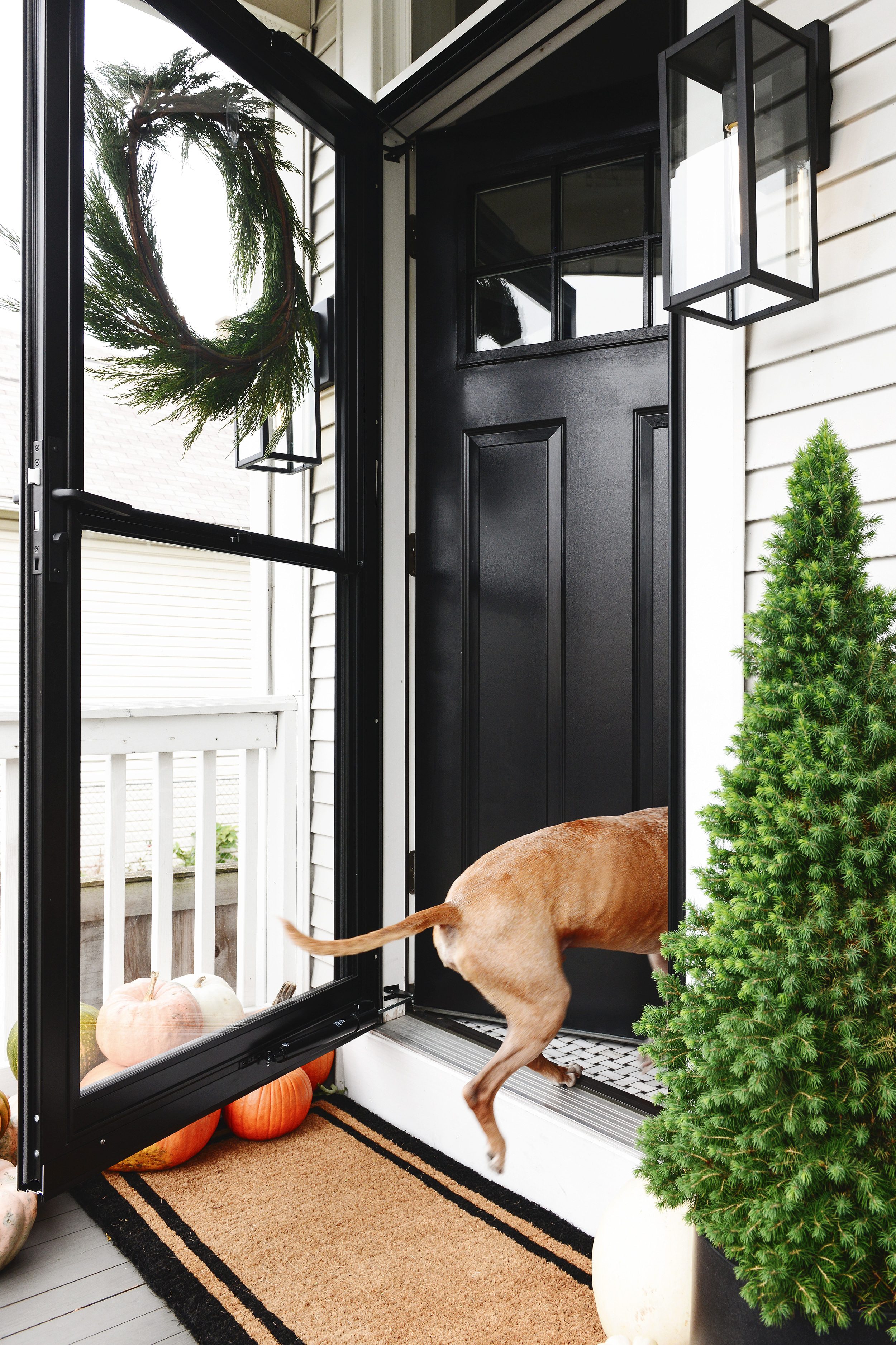 Jack, hopping through our freshly painted front door! Plus the 5 ingredients to a fall front porch refresh! via Yellow Brick Home