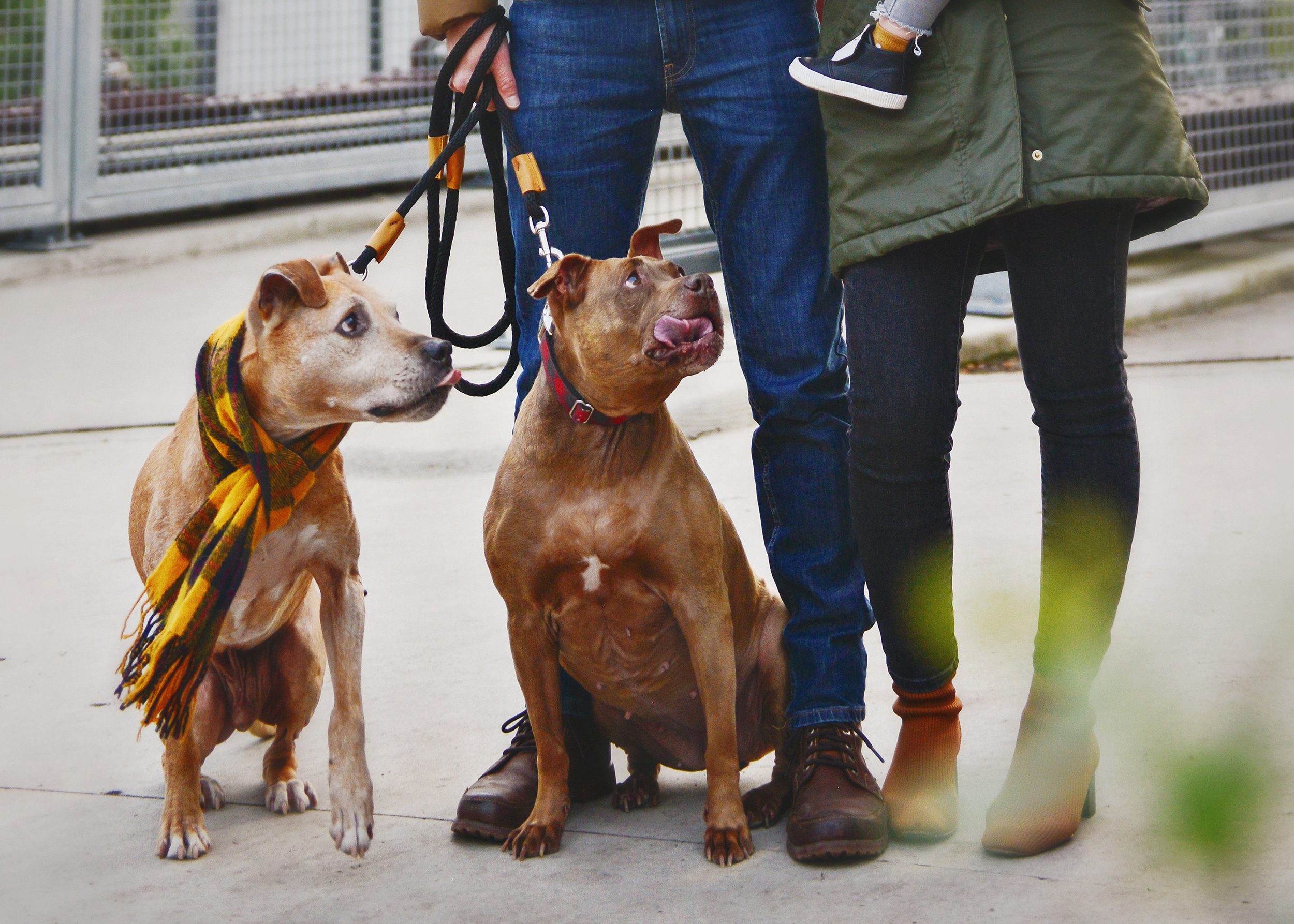 2 Pit Bulls next to the legs of their owners, with one wearing a holiday scarf | via Yellow Brick Home