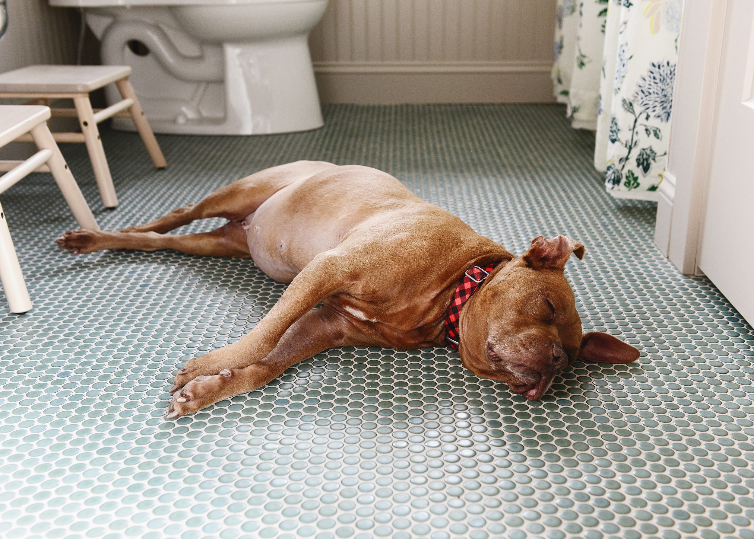 Our dog CC enjoying the heated floors in our bathroom remodel! | via Yellow Brick Home