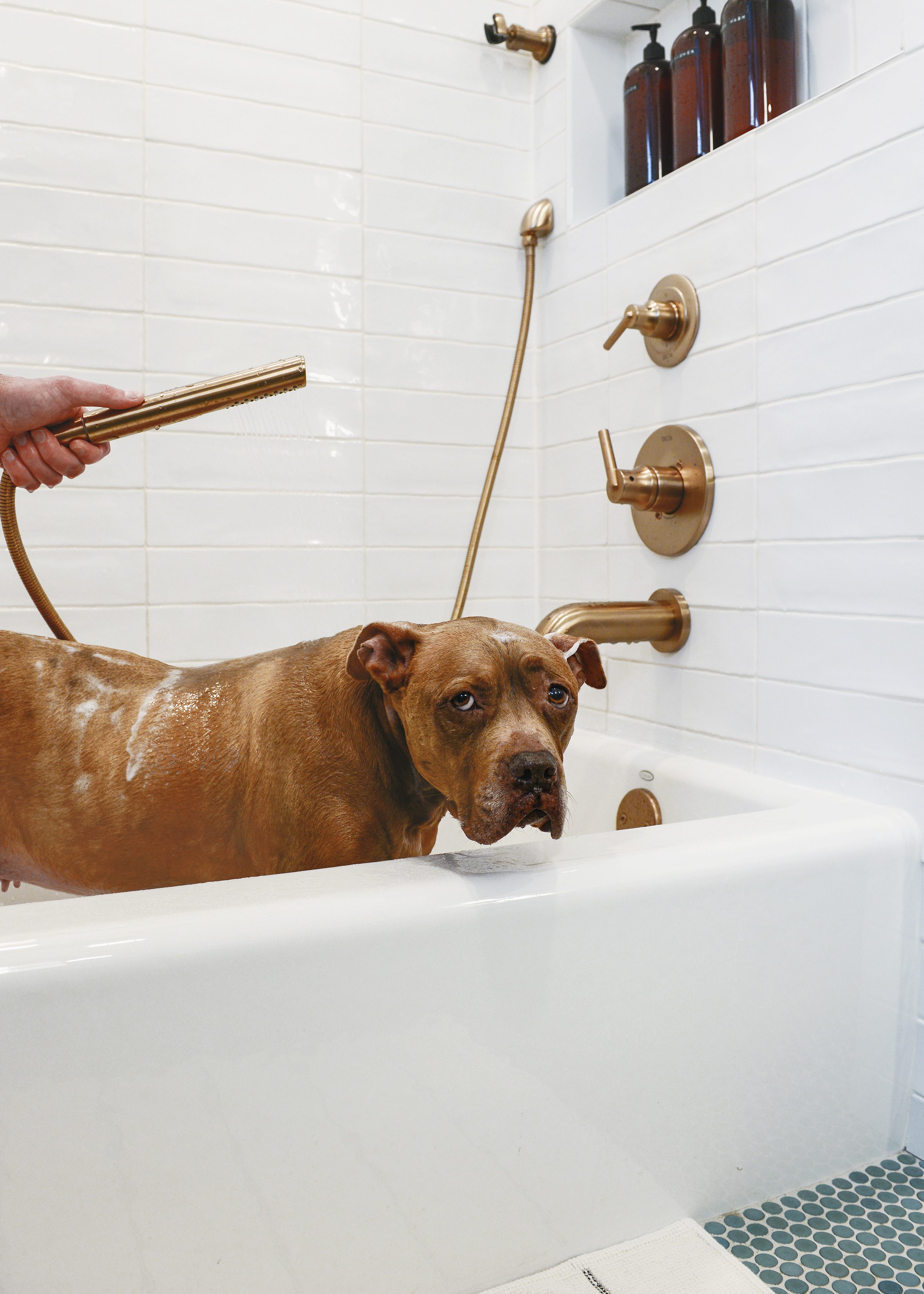 A stocky brown pitbull mix dog is bathed with a bronze shower wand // via Yellow Brick Home