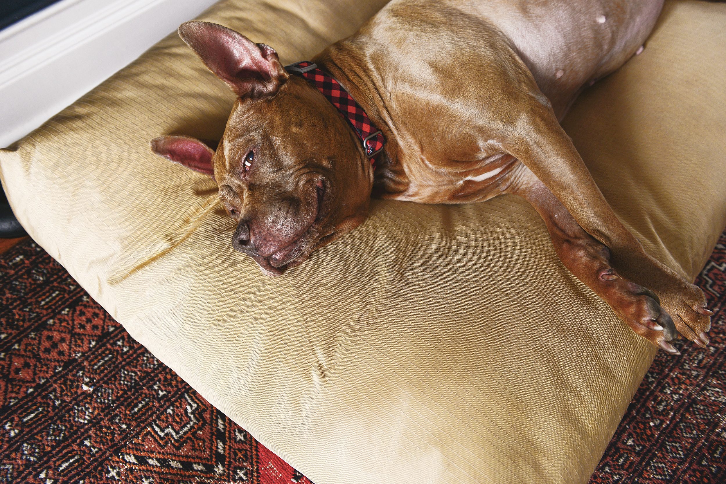 Our happy pit bull, sleeping on her dog bed | via Yellow Brick Home