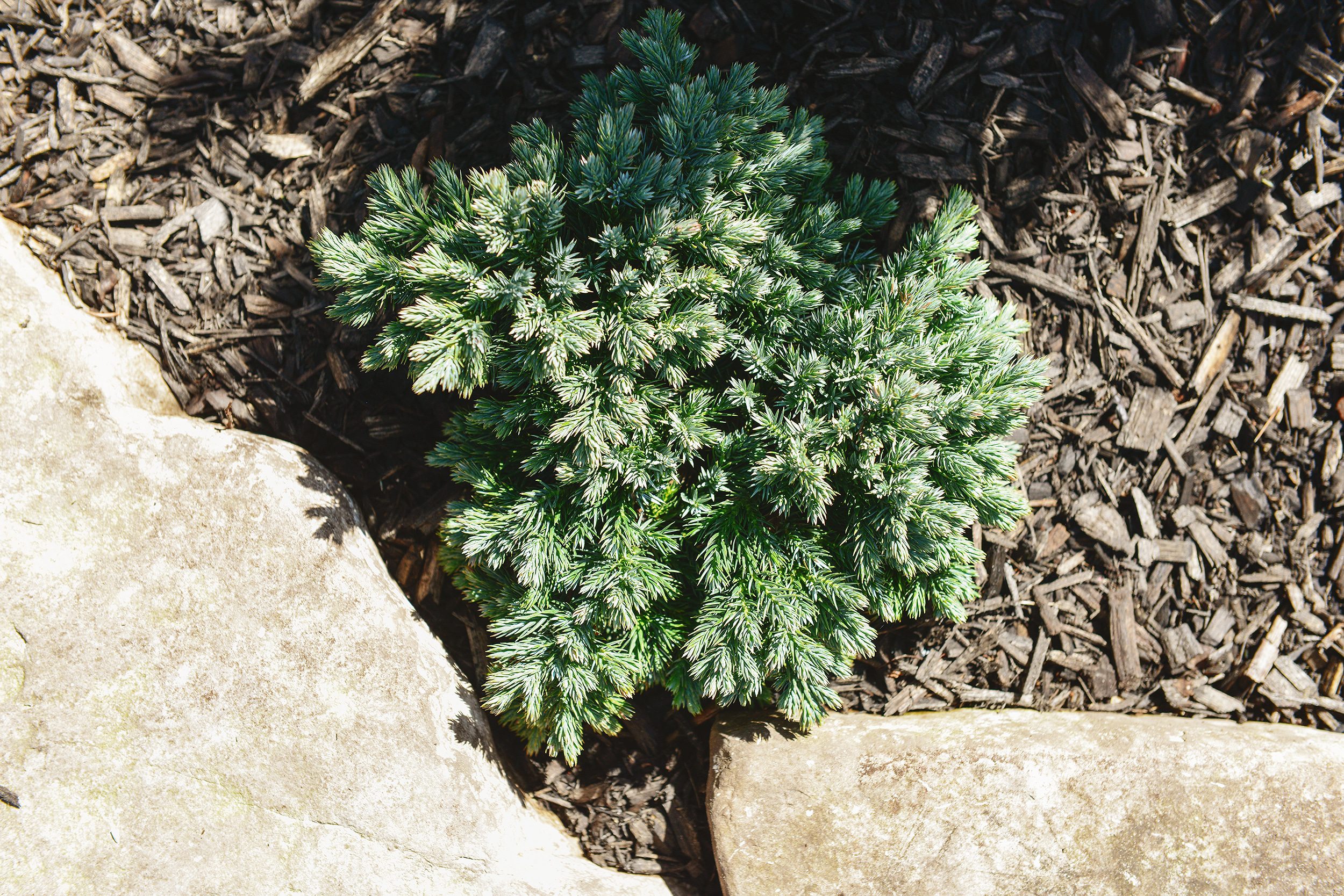 A small blue-green evergreen shrub is flanked by fresh mulch and two large stones // via Yellow Brick Home