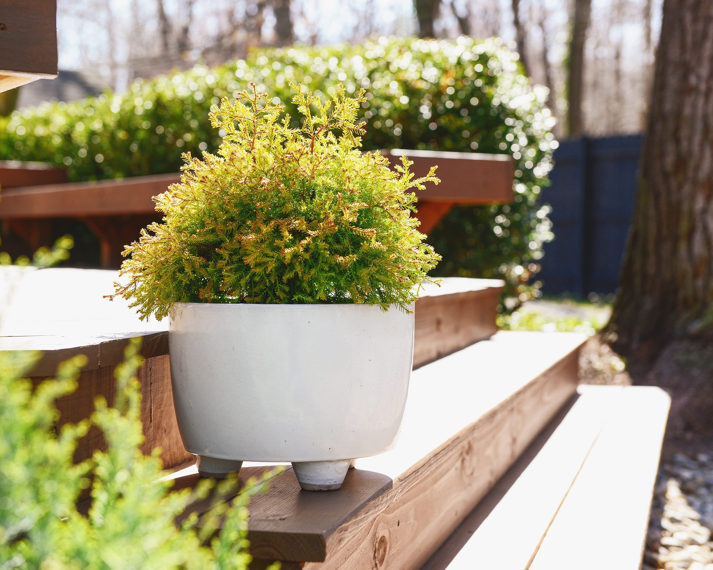 Potted evergreens on a freshly stained deck // via Yellow Brick Home