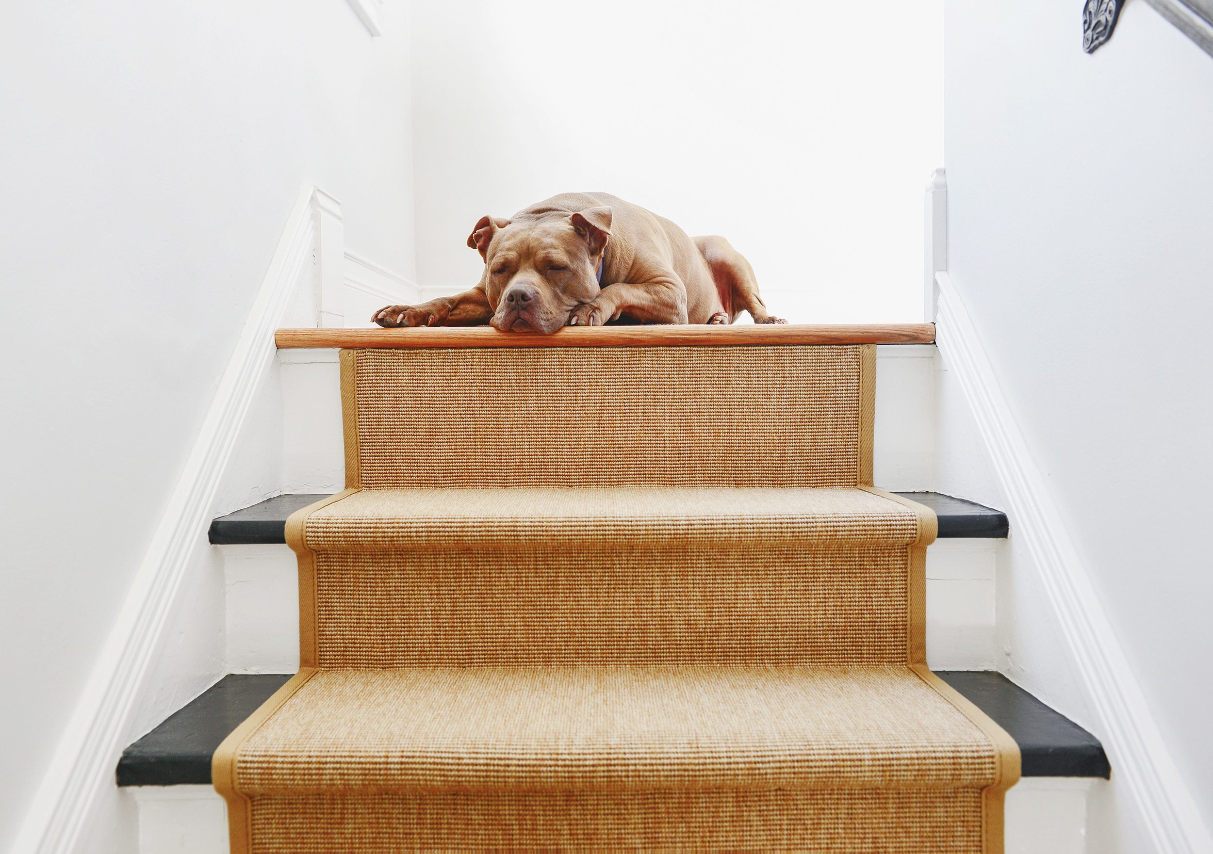 A brown pitbull dog snoozes at the top of a black and white staircase with a tan sisal runner // via yellow brick home