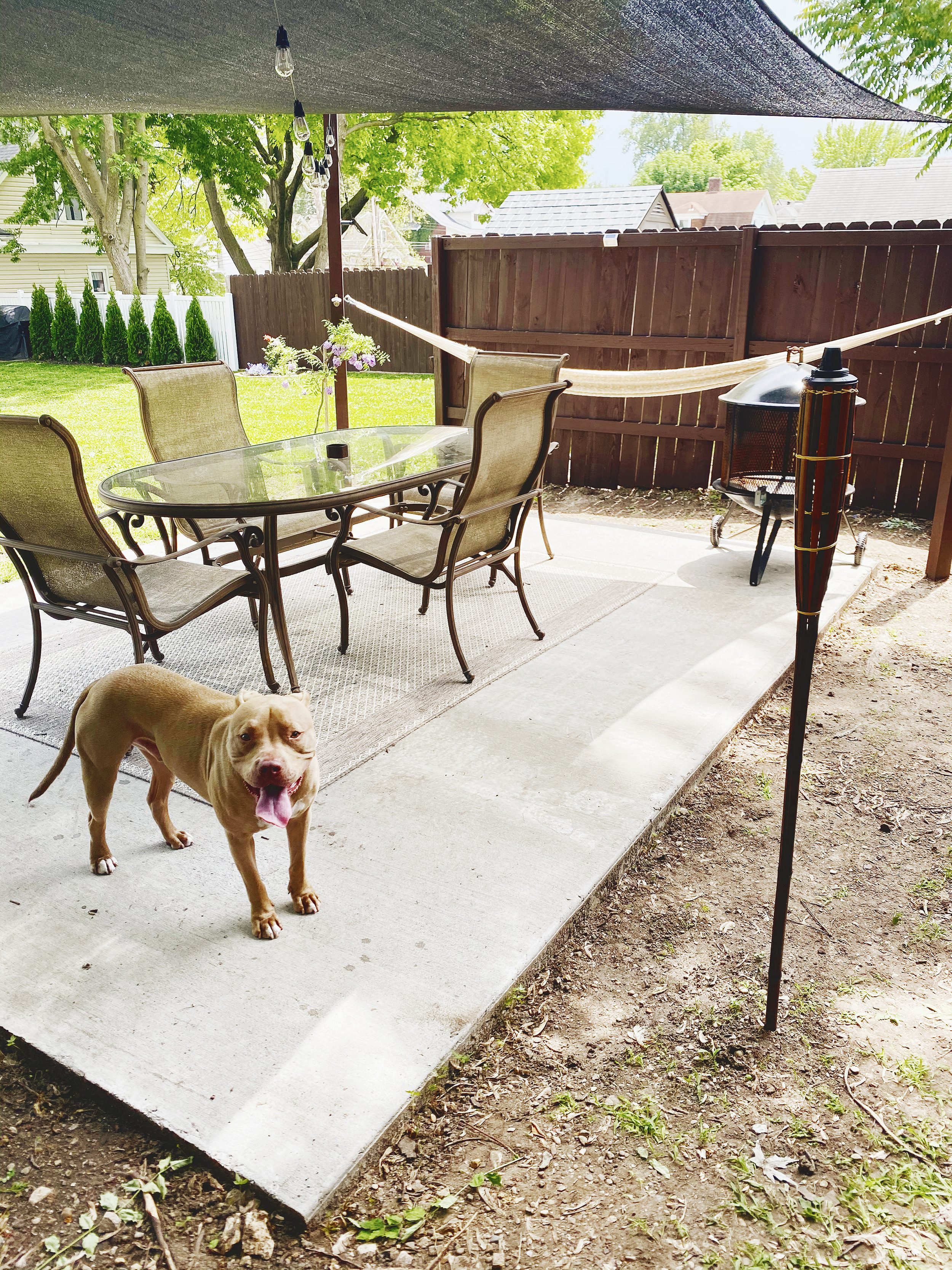 A tan pitbull stands on a concrete patio with a table and chairs and a portable fire pit // via Yellow Brick Home