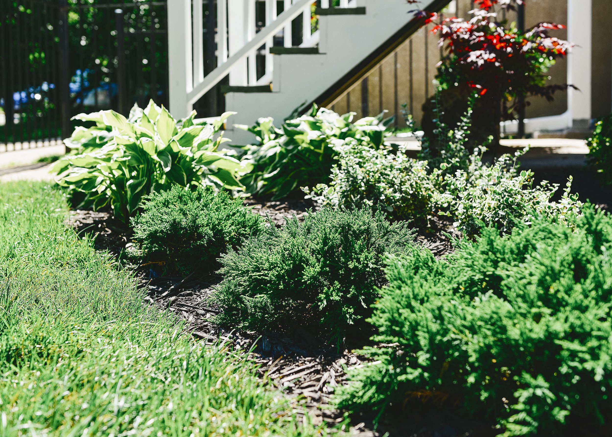A small front yard garden at the Two Flat | When you should you prune your garden this spring? via Yellow Brick Home