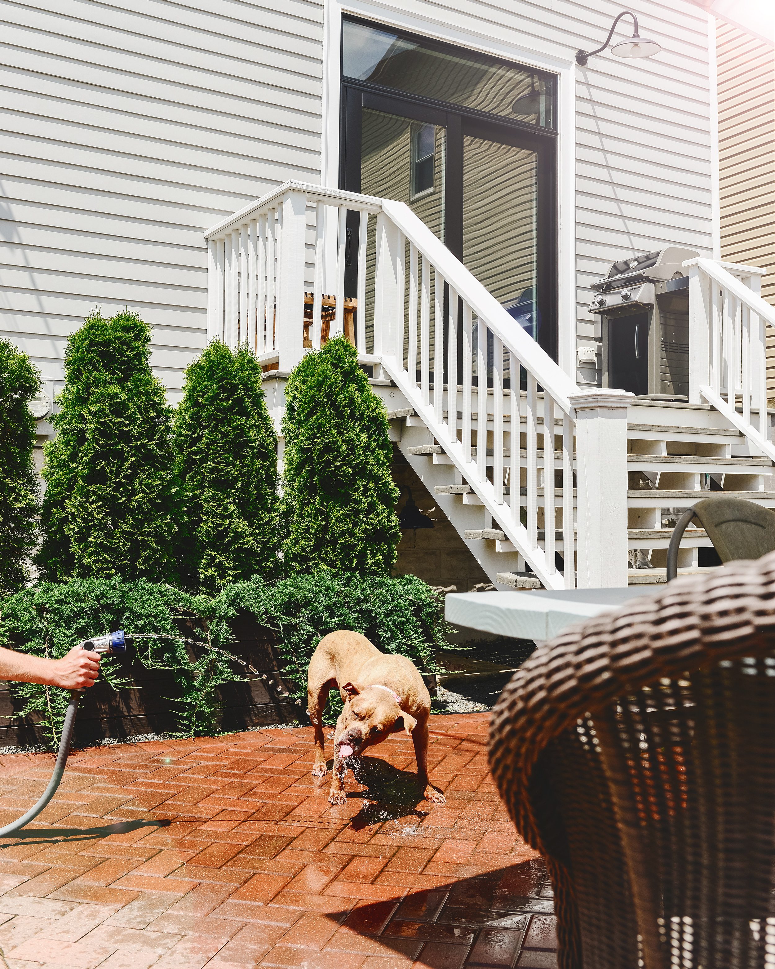 A brown pitbull mix drinks from a garden hose on a red brick patio with lush evergreens // via Yellow Brick Home