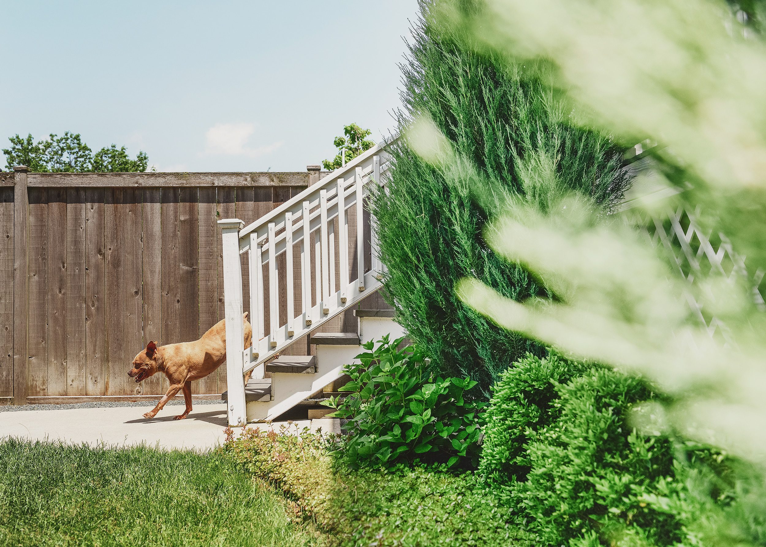 A brown Pitbull mix dog runs down a white staircase onto a sidewalk in a Chicago front yard // via Yellow Brick Home