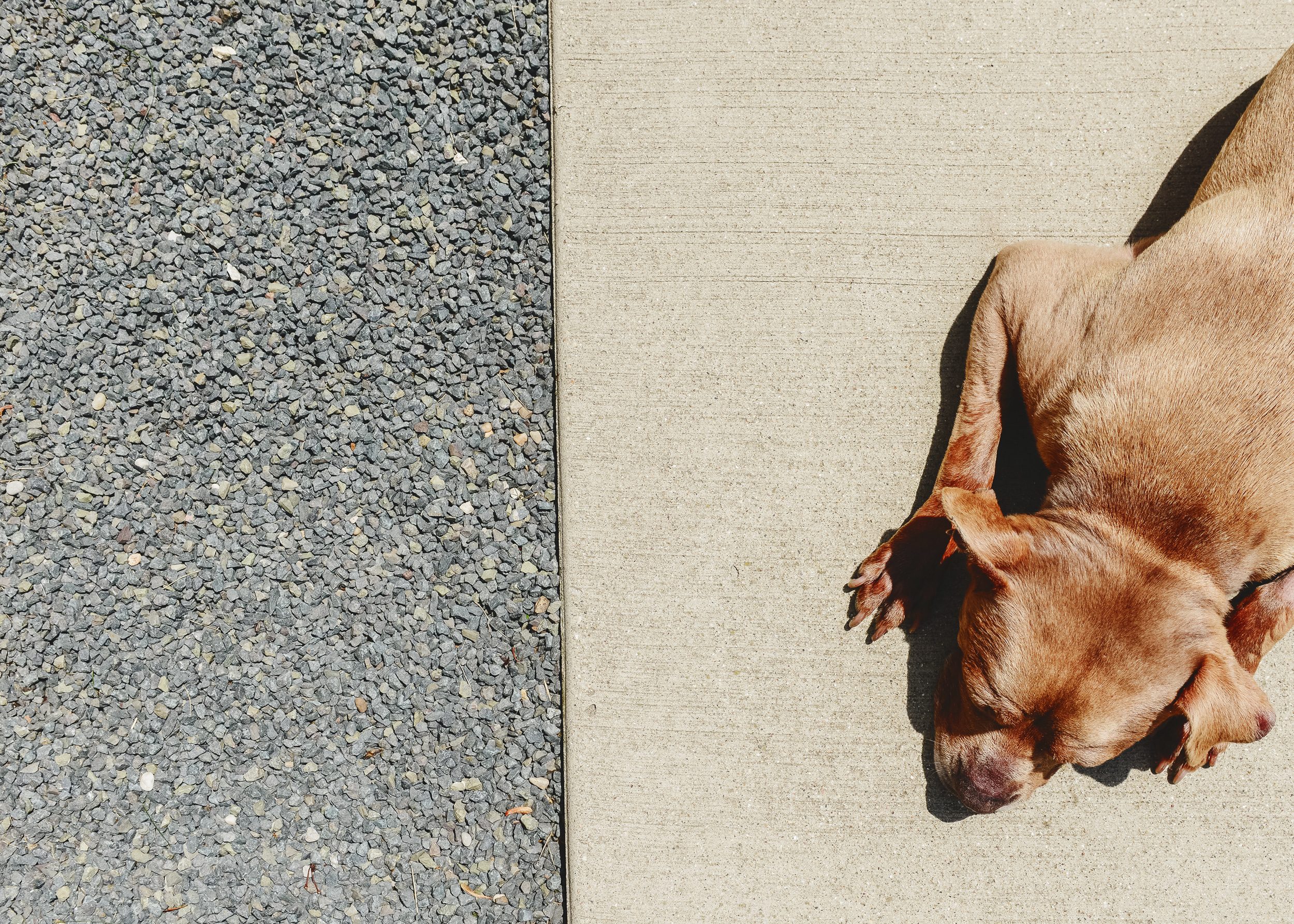 A brown pitbull mix dog naps on a concrete sidewalk next to a gravel pebble area // via Yellow Brick Home