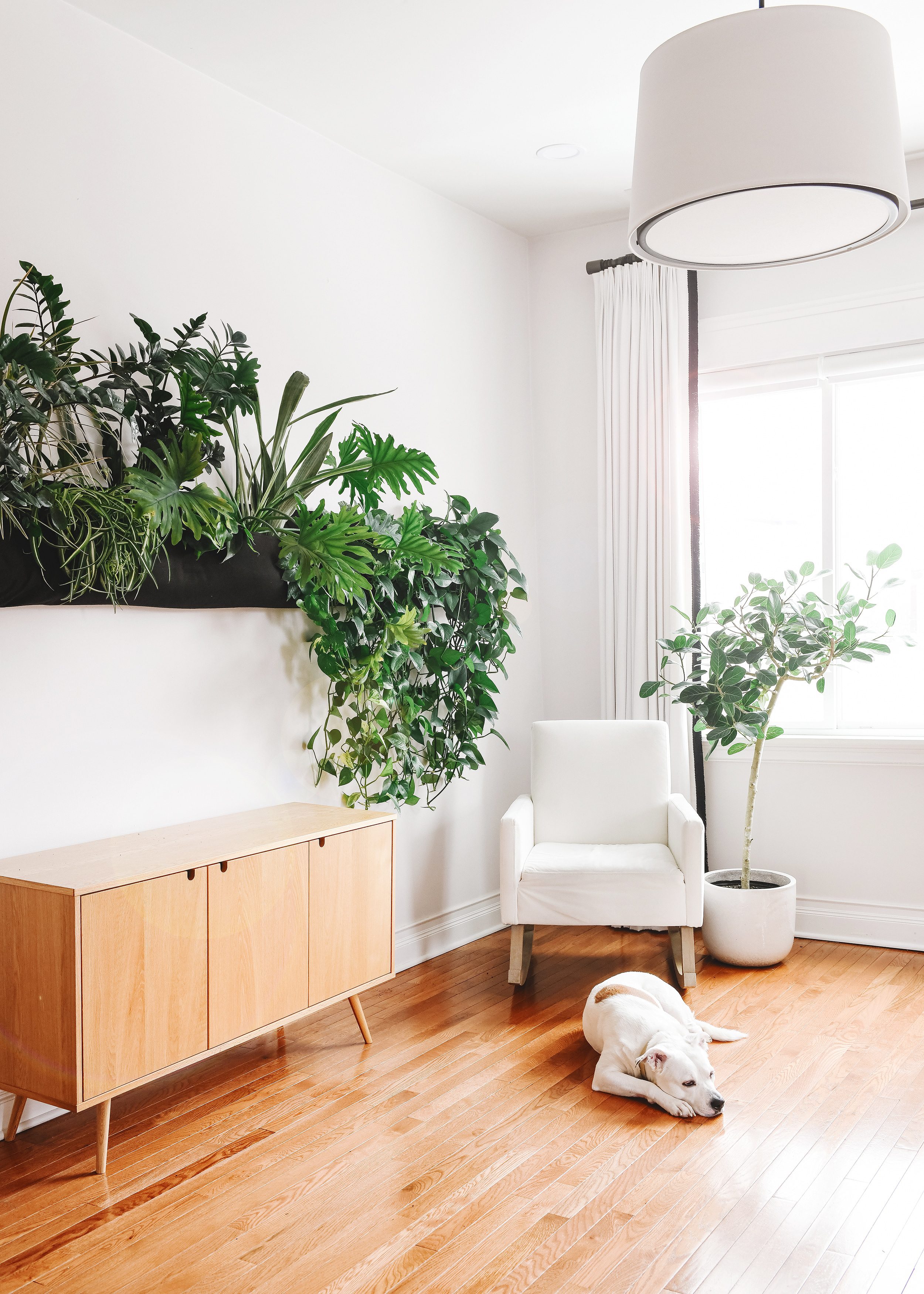 Our Ficus Audrey next to the living wall planter, credenza and Catfish | via Yellow Brick Home