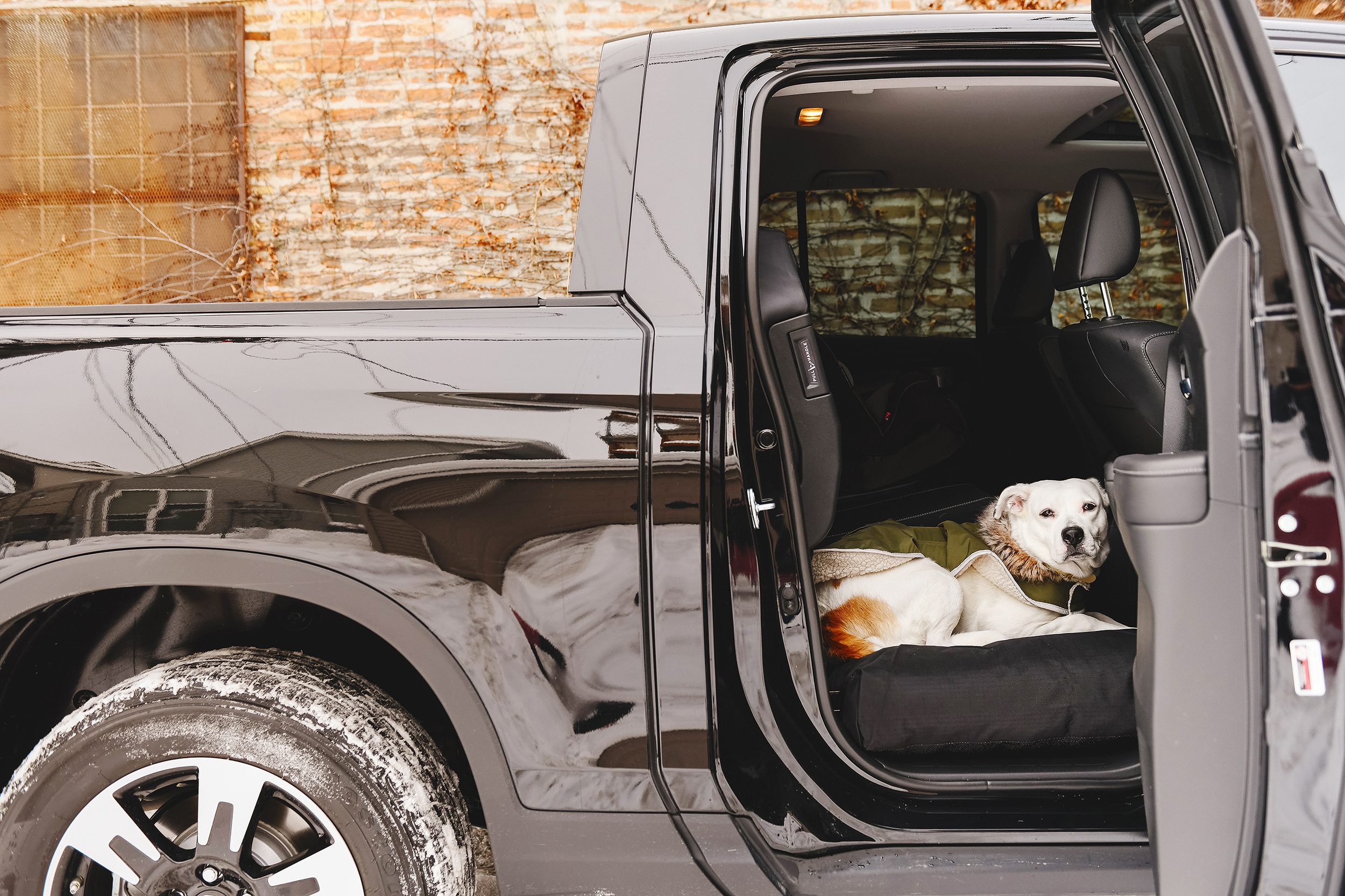 Our dog, Catfish, sits on her bed in the back of our black Honda Ridgeline pickup truck // via Yellow Brick Home