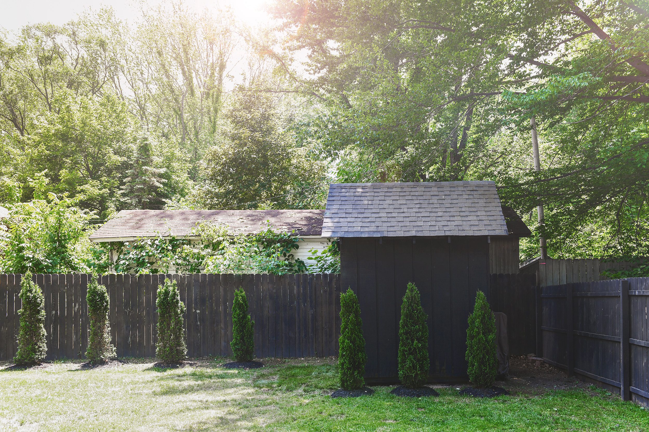 A row of arborvitae line the side of our shed, blending it into its surroundings | via Yellow Brick Home