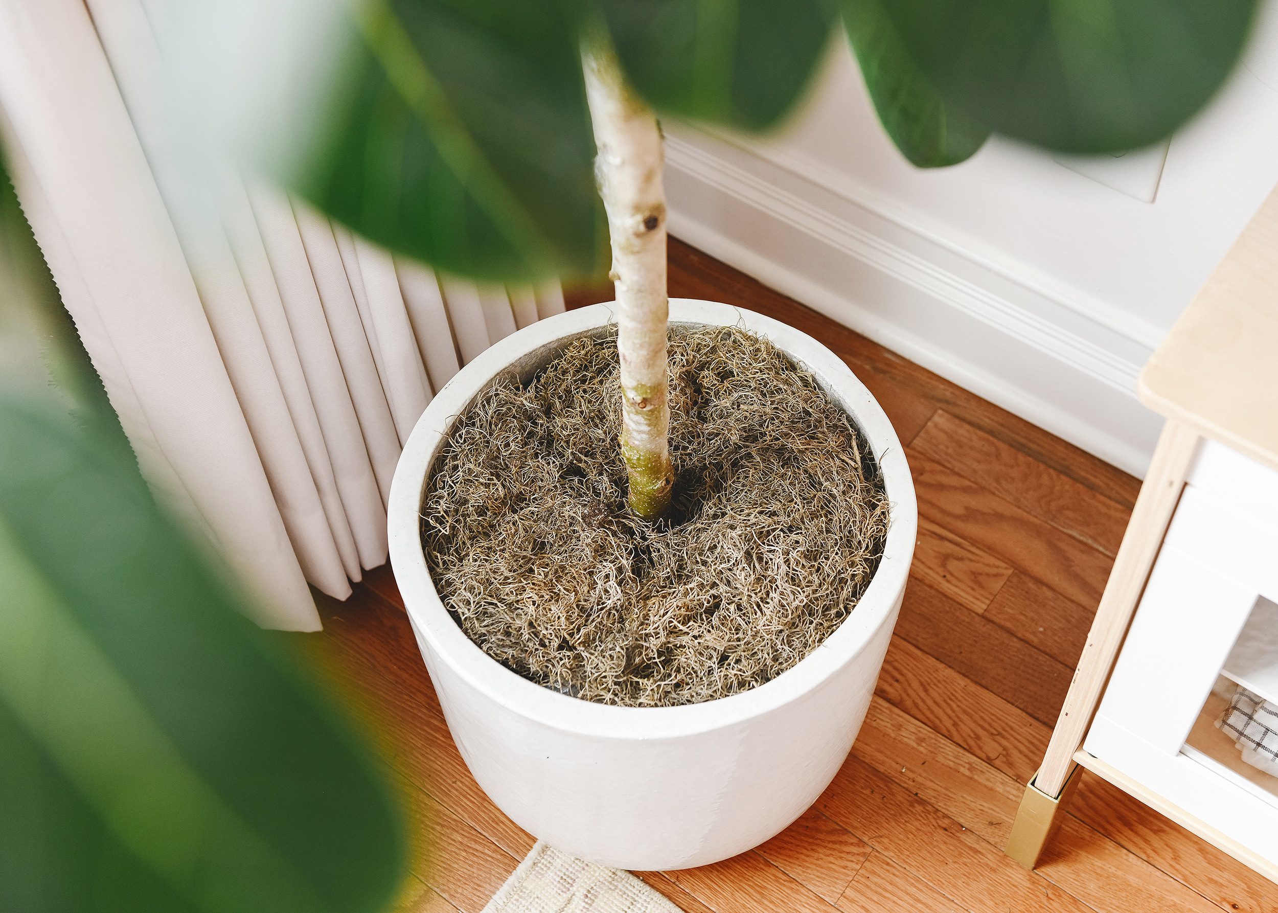 Close up of how we have our Ficus Audrey potted | via Yellow Brick Home