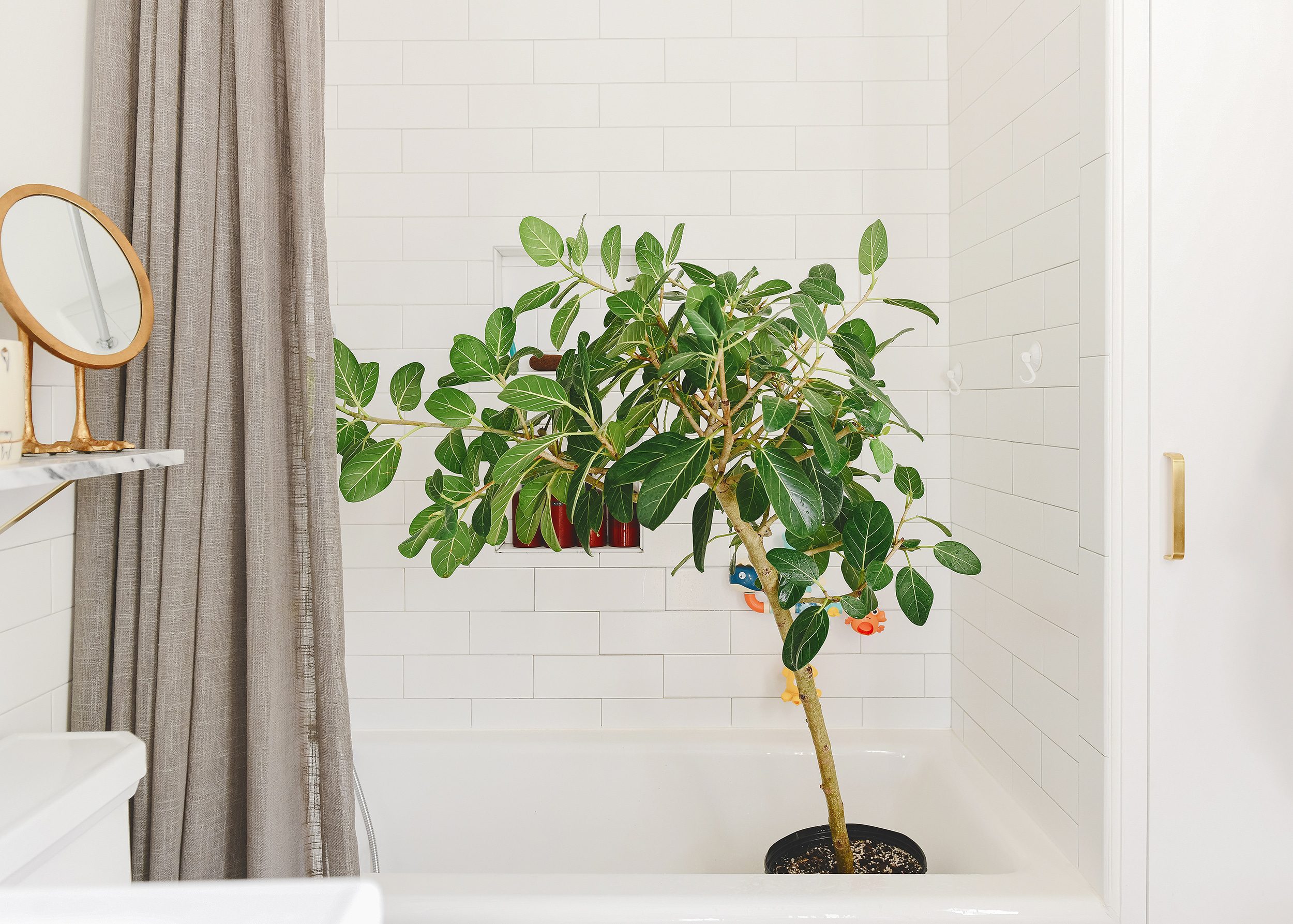Giving our Ficus Tree a bath in our primary bathroom! | via Yellow Brick Home
