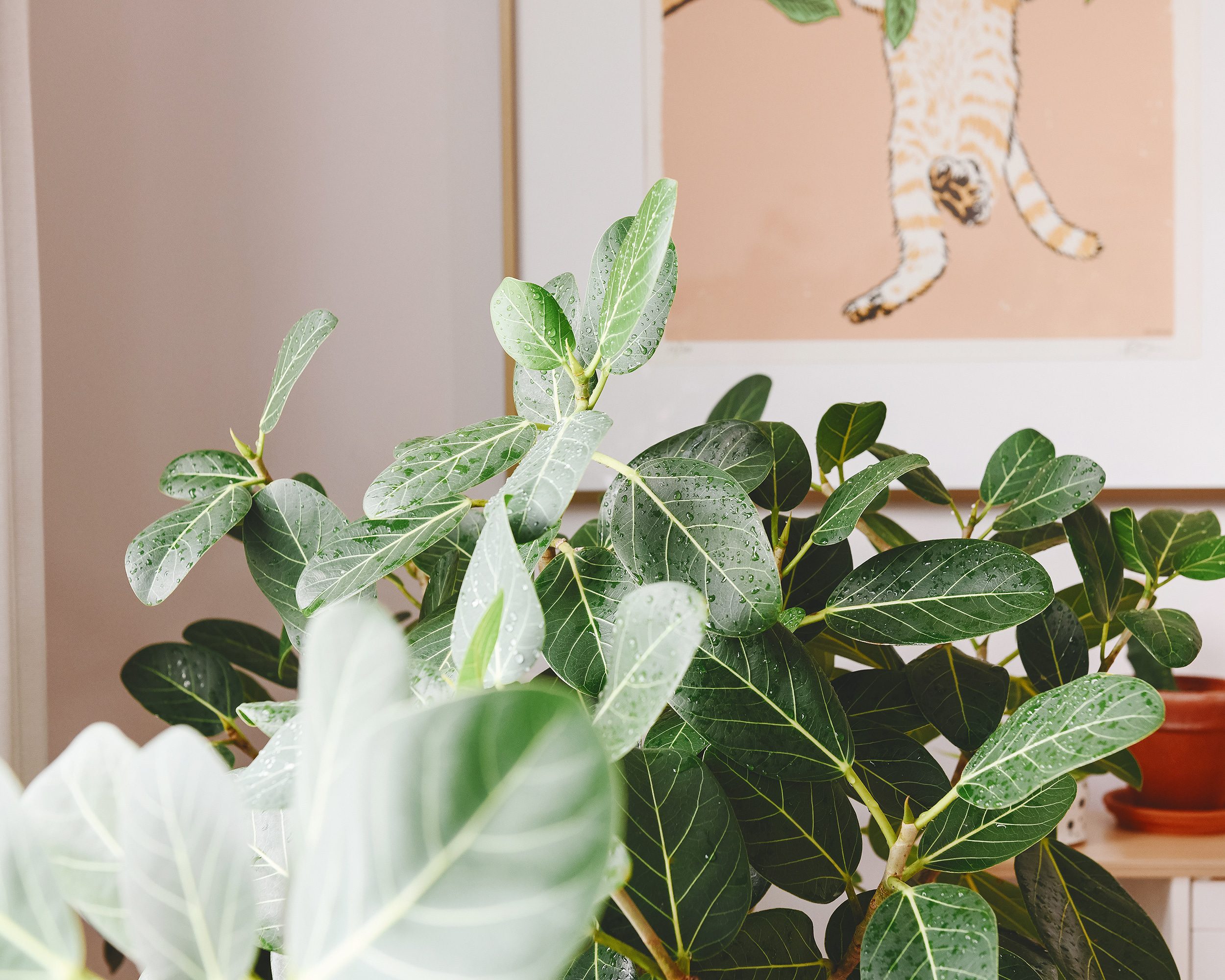 Close up of leaves on our Ficus Audrey | via Yellow Brick Home