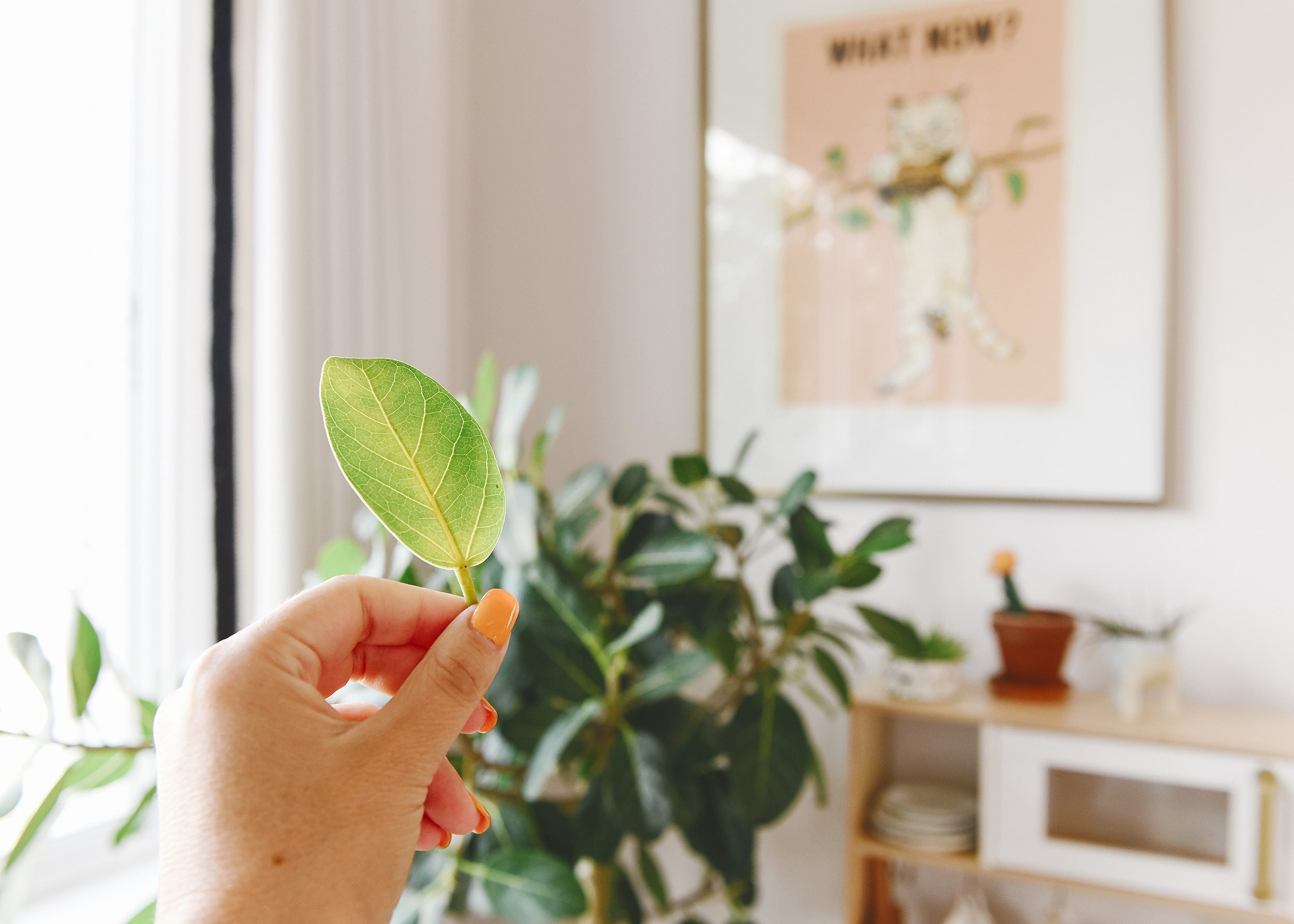 A yellow leaf from our Ficus Audrey | via Yellow Brick Home