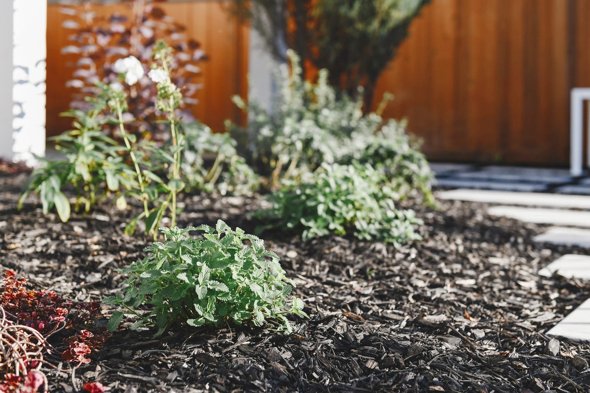catmint lining our paver path | via Yellow Brick Home | small yard ideas 