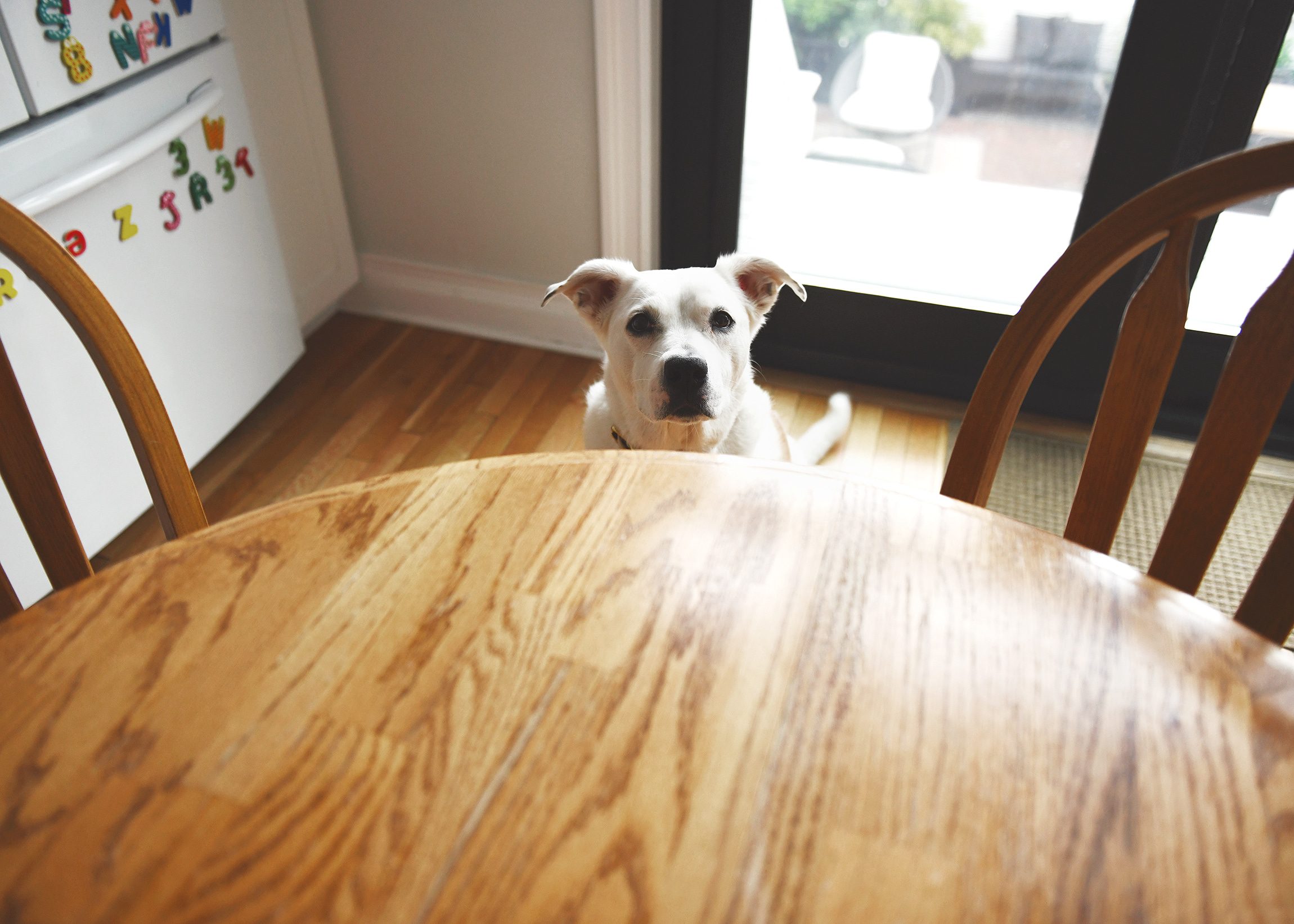 Catfish waiting patiently for a treat | via Yellow Brick Home
