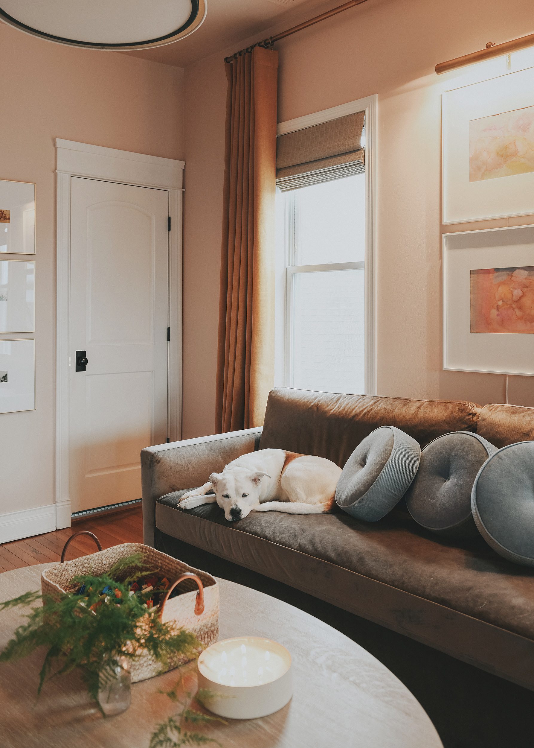 Family room with peach walls, gold curtains and velvet sofa, dog sleeps on sofa | via Yellow Brick Home