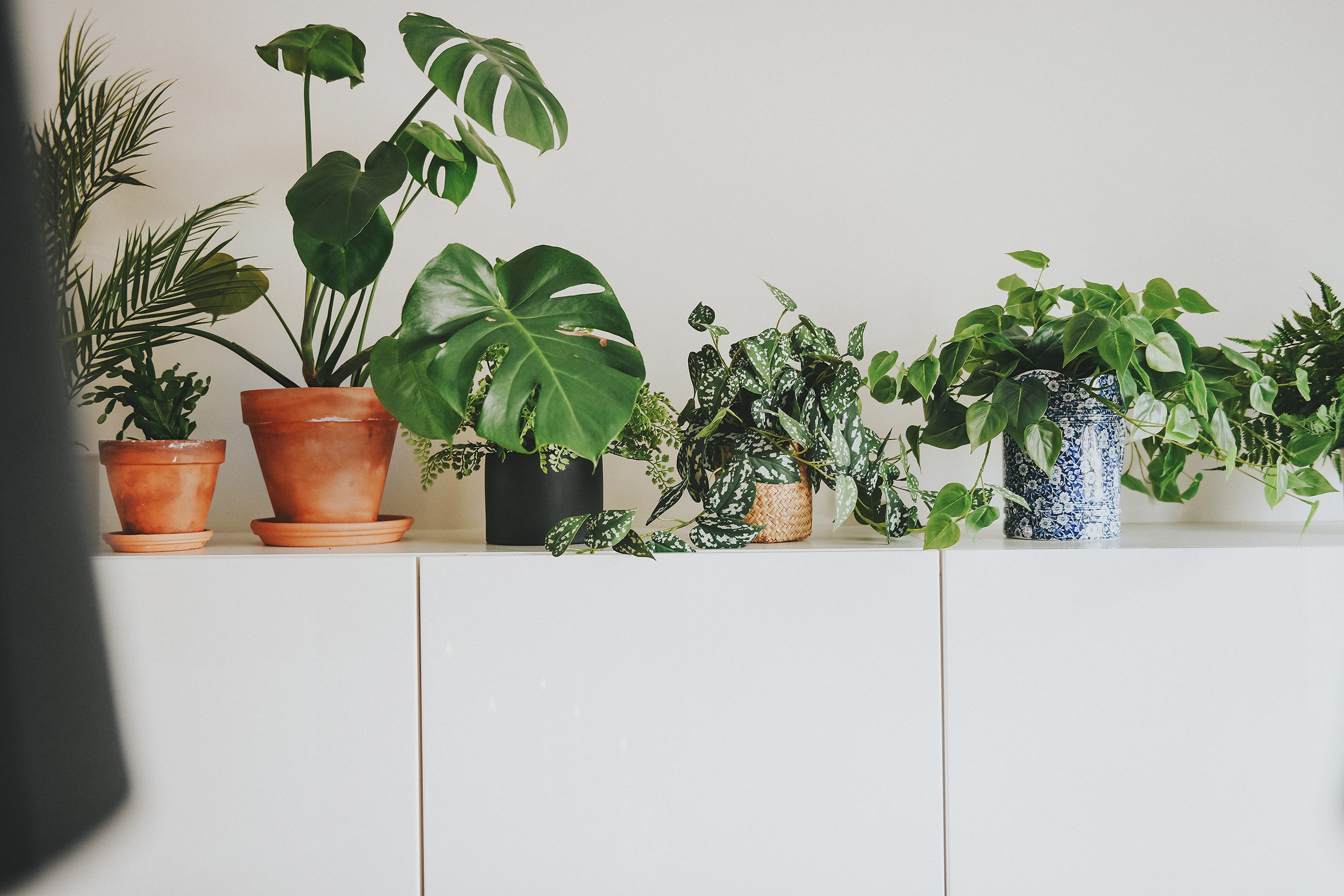 Close up of plants on top of credenza  | via Yellow Brick Home