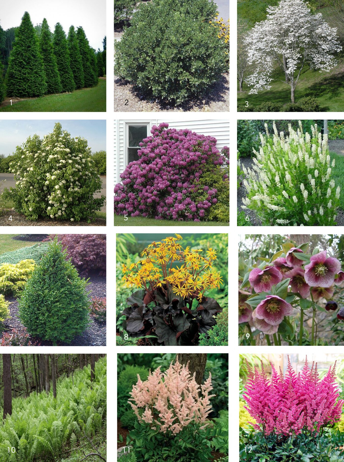 The complete plant list for our front yard landscaping project // via Yellow Brick Home