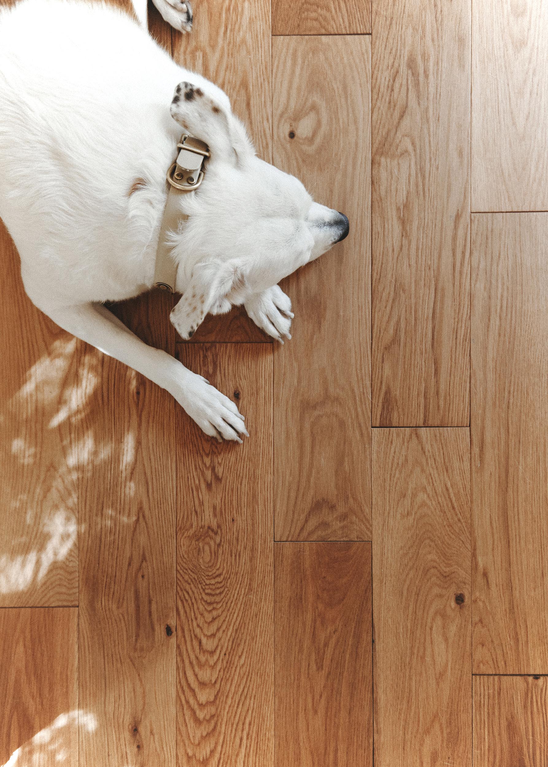 Catfish finds the floors to her liking // via Yellow Brick Home
